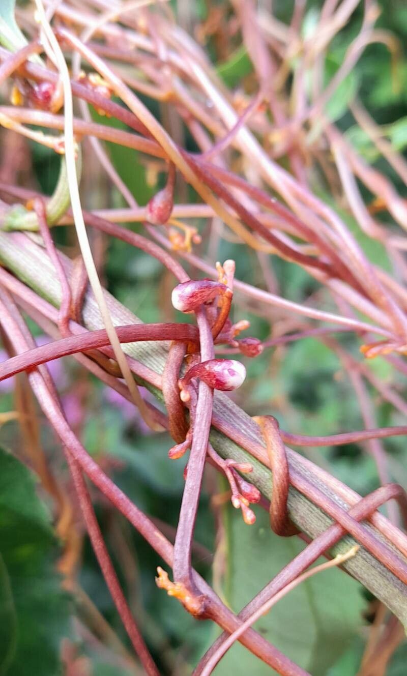 Cuscuta grandiflora bark