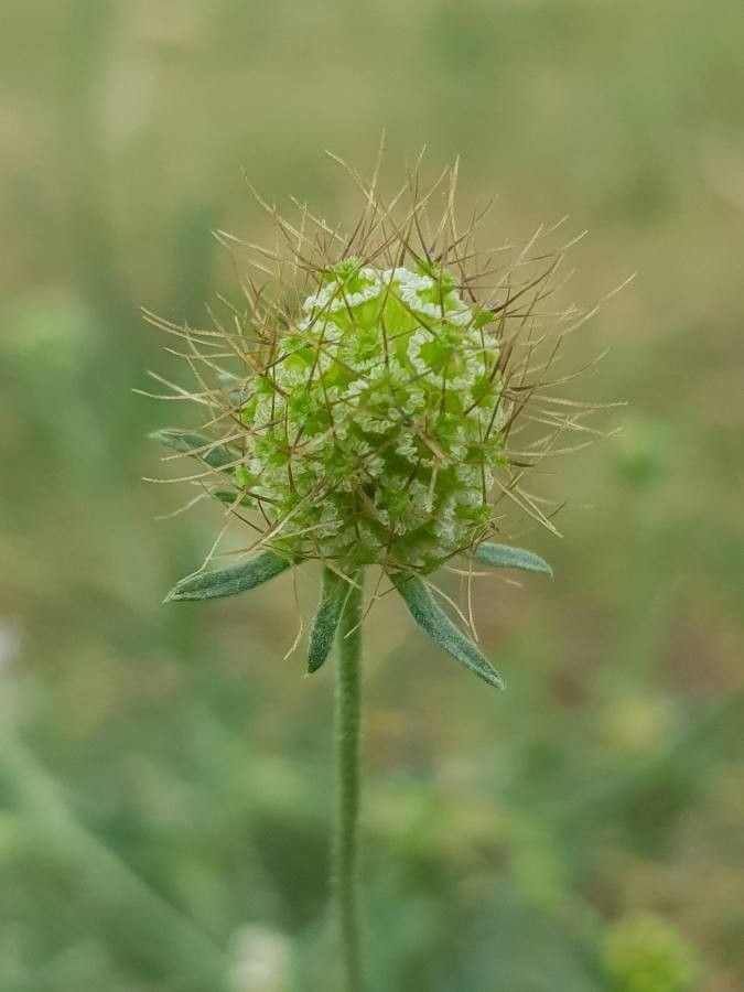 Scabiosa columbaria fruit