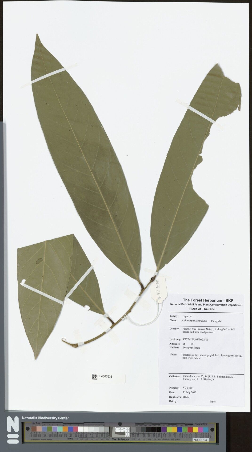 Lithocarpus loratifolius — houseplant care guide