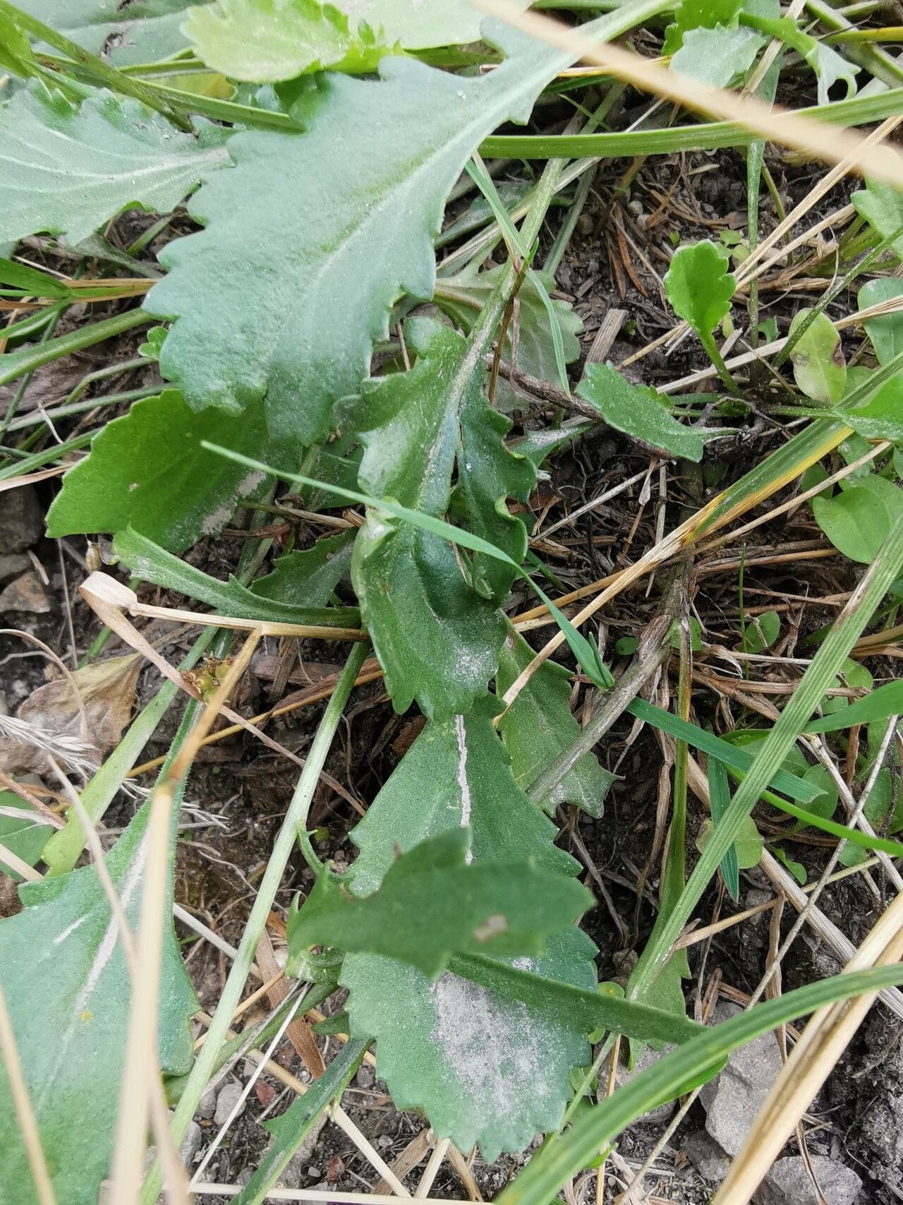 Leucanthemum adustum