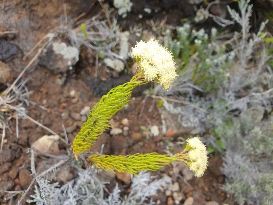 Faujasia pinifolia flower