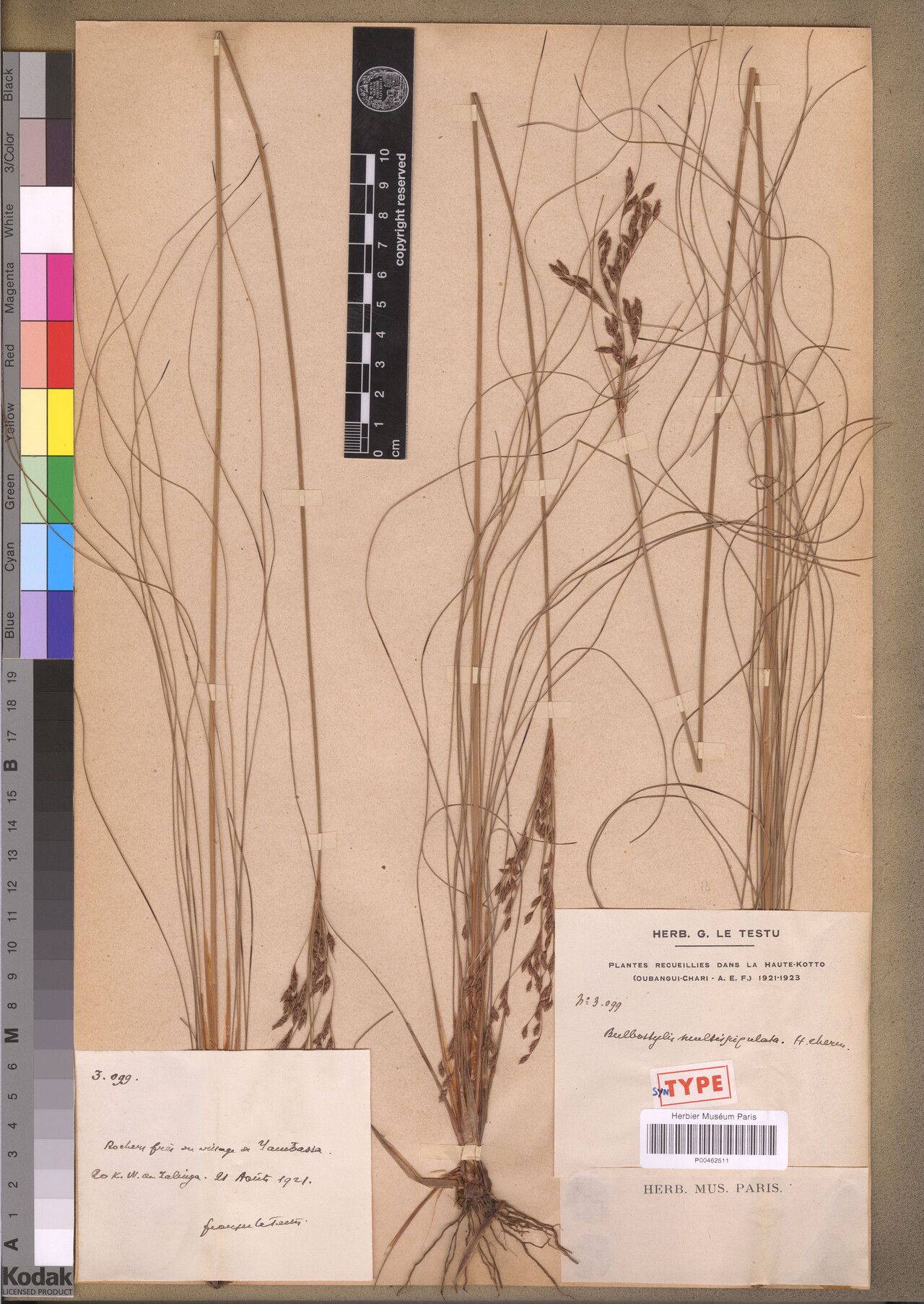 Bulbostylis multispiculata — houseplant care guide