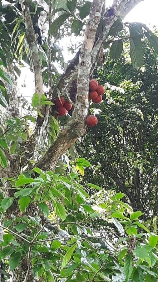 Dysoxylum macranthum fruit