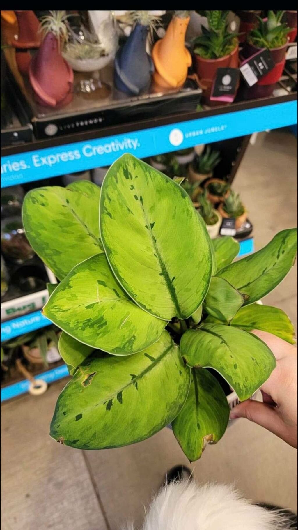 Adelonema wallisii — houseplant care guide