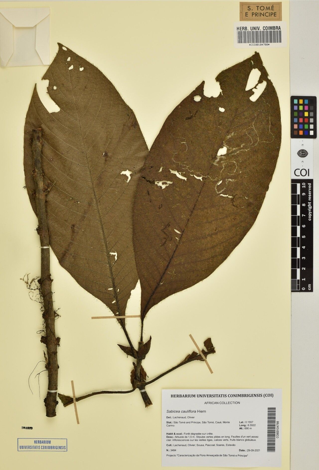 Sabicea cauliflora — houseplant care guide