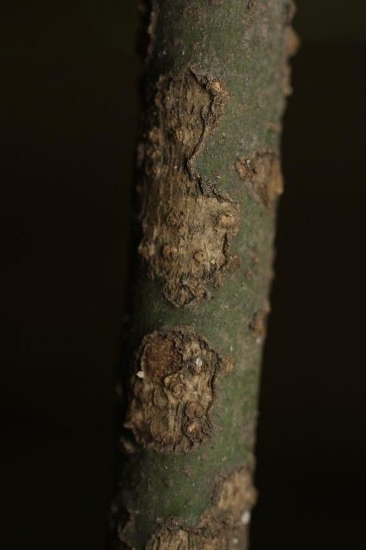 Ormosia coutinhoi other