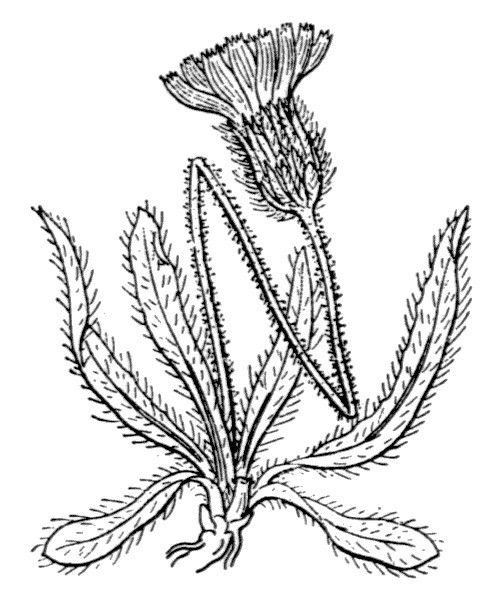 Hieracium glanduliferum other