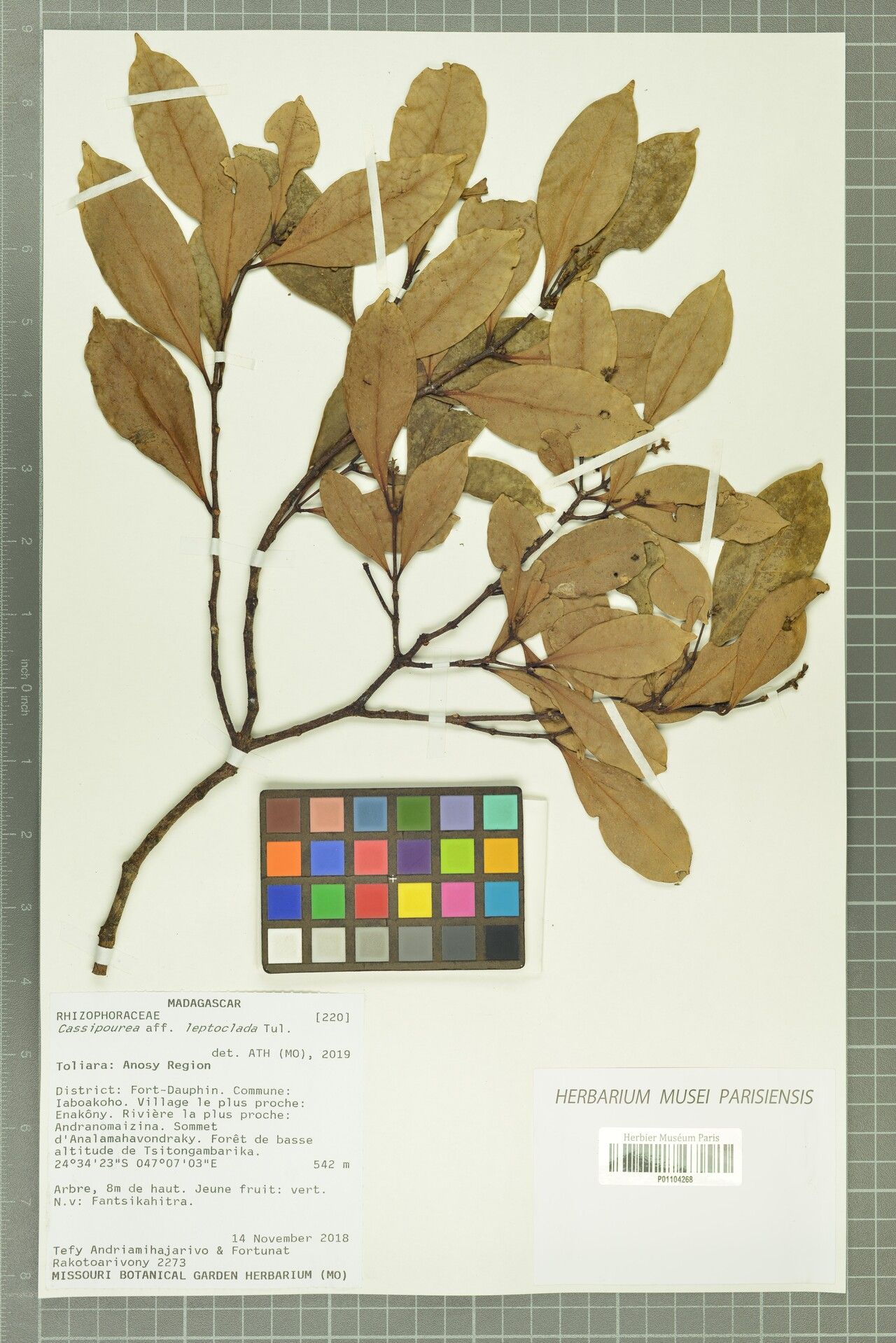 Cassipourea leptoclada — search result for 'Cassipourea'