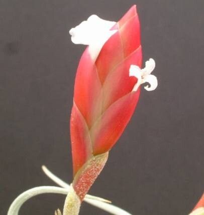 Tillandsia bermejoensis — houseplant care guide