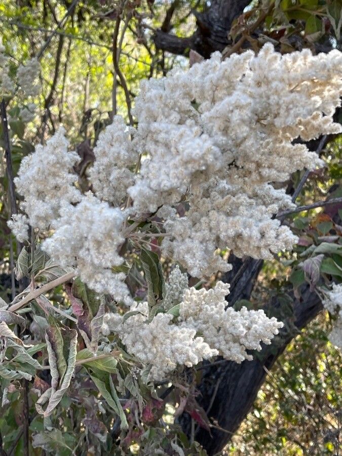 Combretum molle flower
