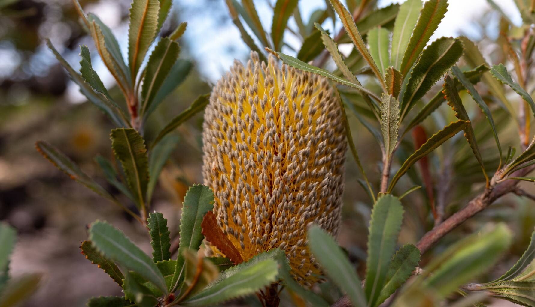 Banksia ornata flower