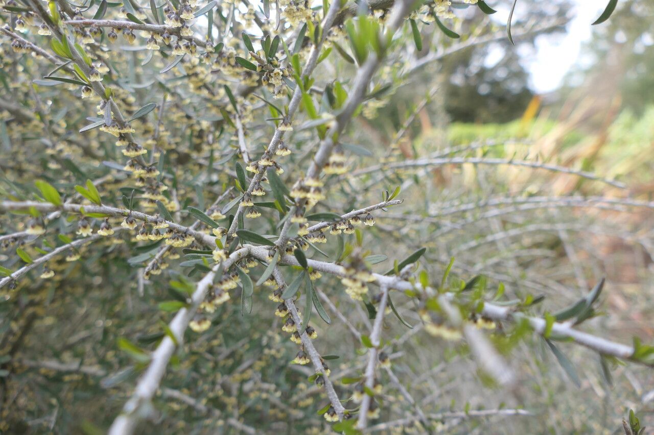 Melicytus angustifolius bark