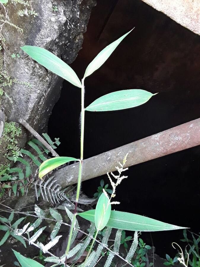 Setaria barbata habit
