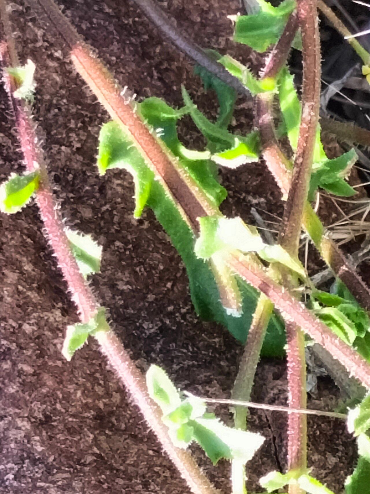 Rhigozum obovatum — related species from the same genus