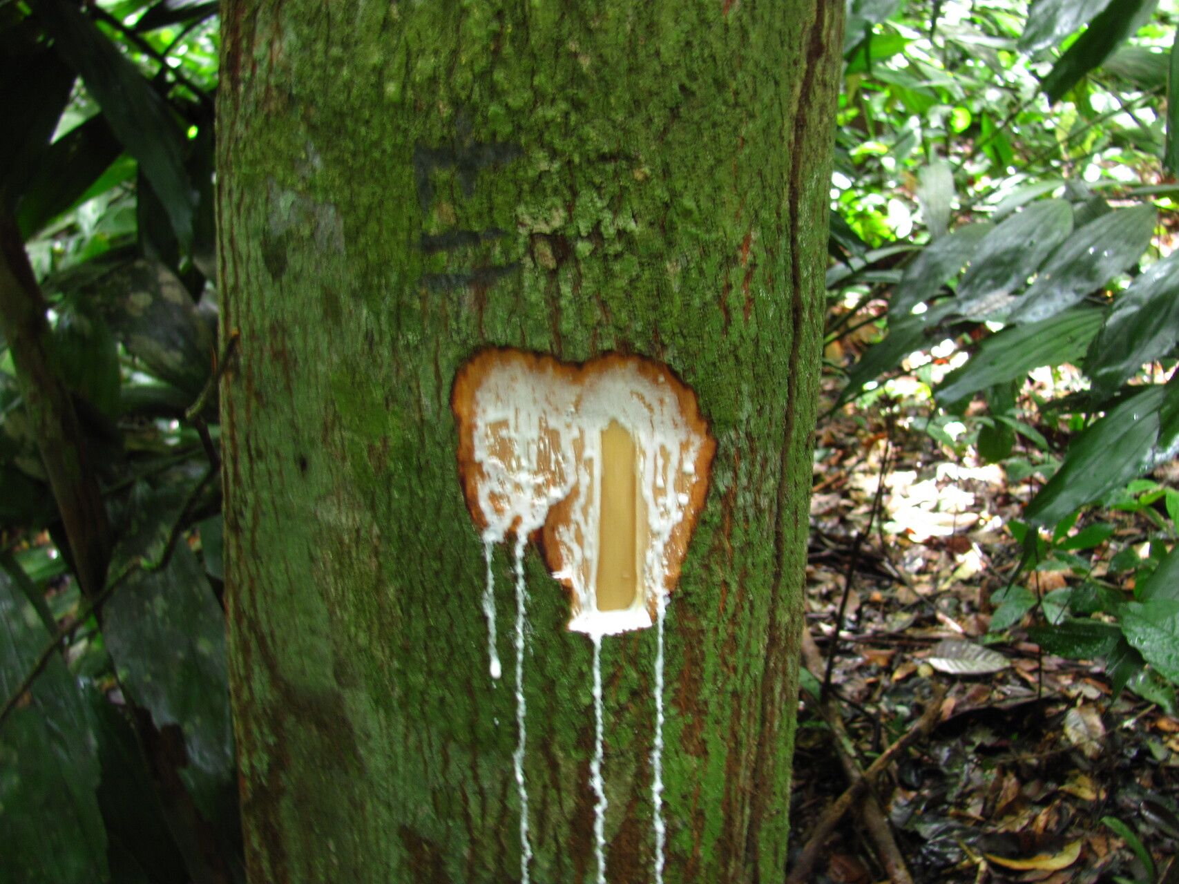 Chrysophyllum africanum bark