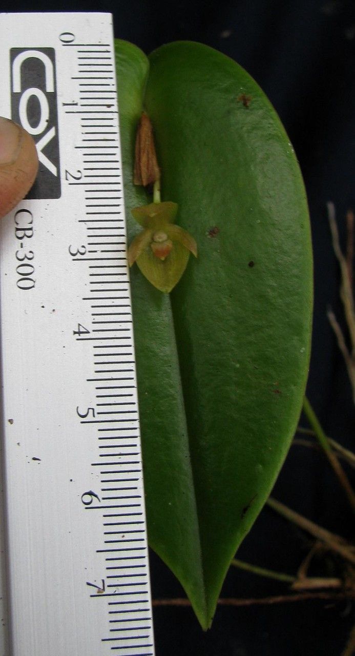 Pleurothallis homalantha other