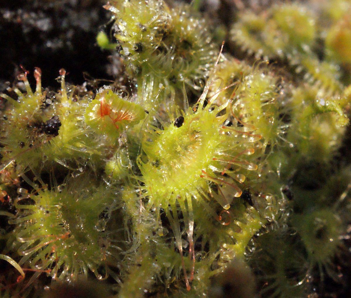 Drosera glanduligera leaf