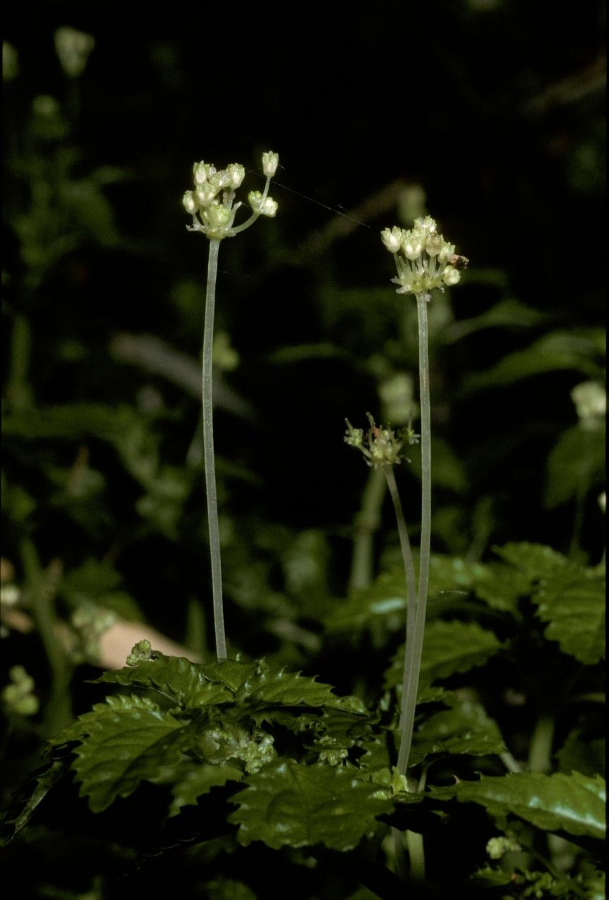 Dysopsis glechomoides — search result for 'Chile'