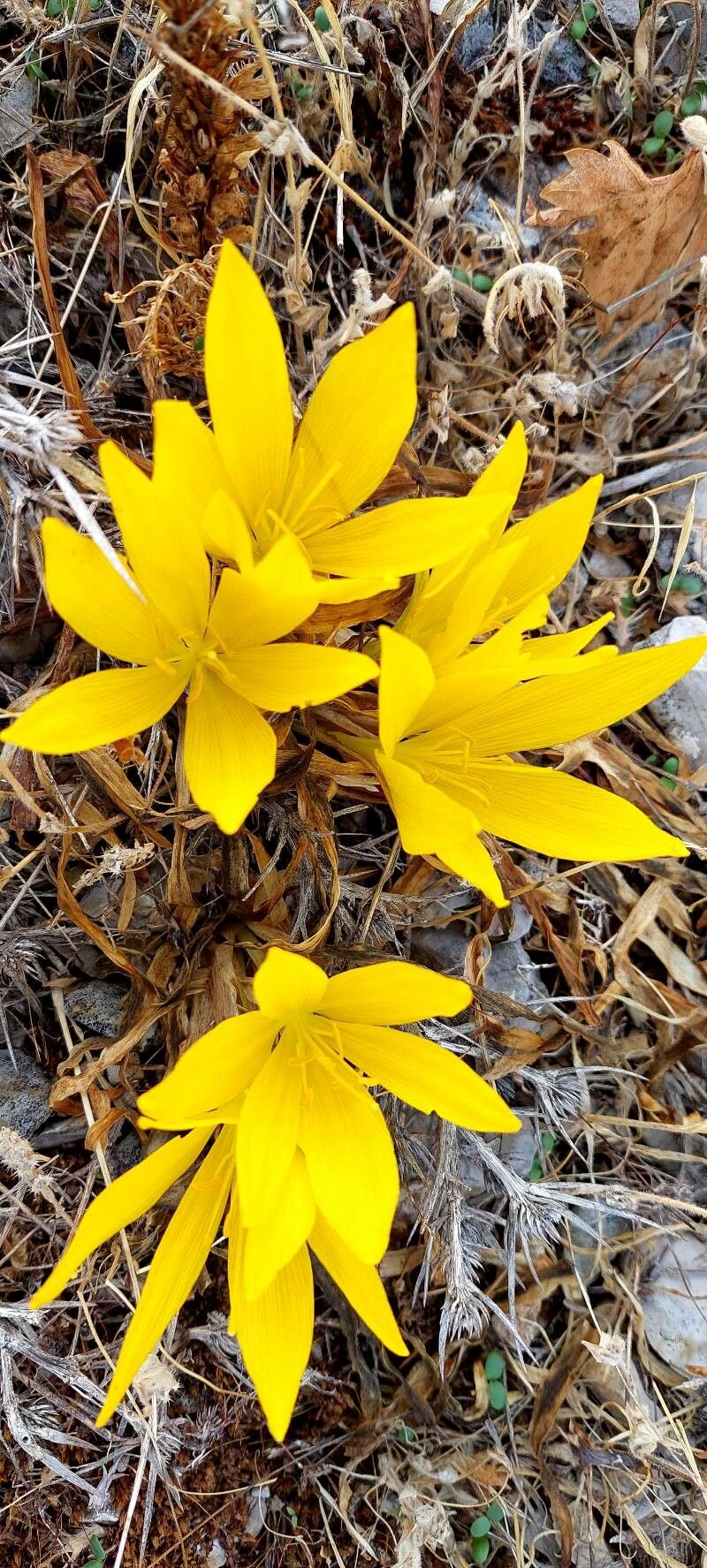 Sternbergia clusiana habit