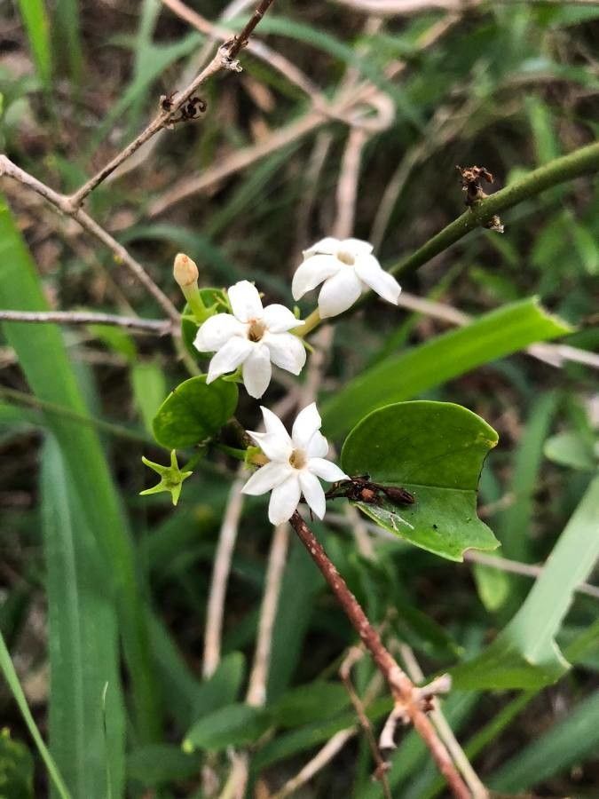 Jasminum neocaledonicum flower