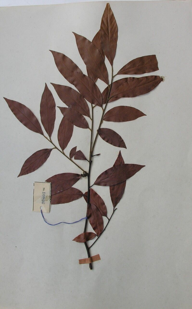 Lindera nacusua other