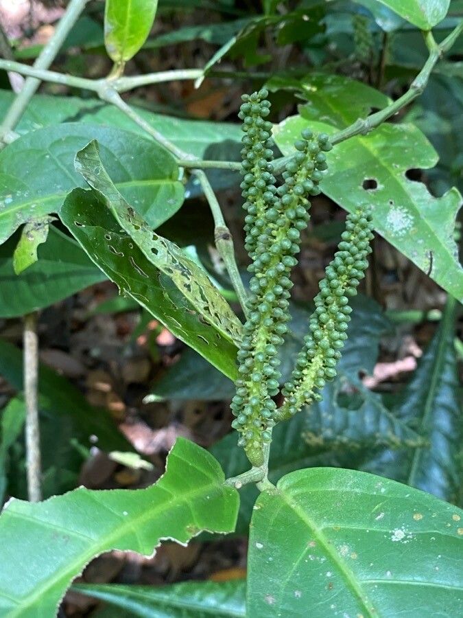 Piper corcovadense — houseplant care guide