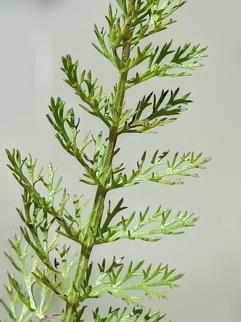 Achillea roseo-alba leaf