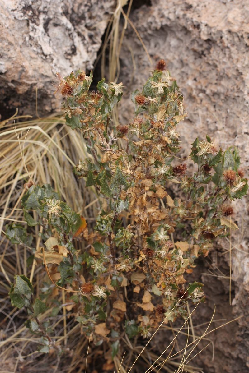 Chersodoma candida fruit