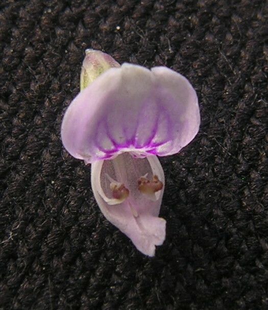 Rostellularia diffusa — related species from the same genus