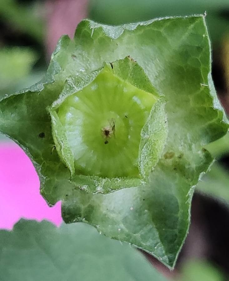 Malva trimestris fruit