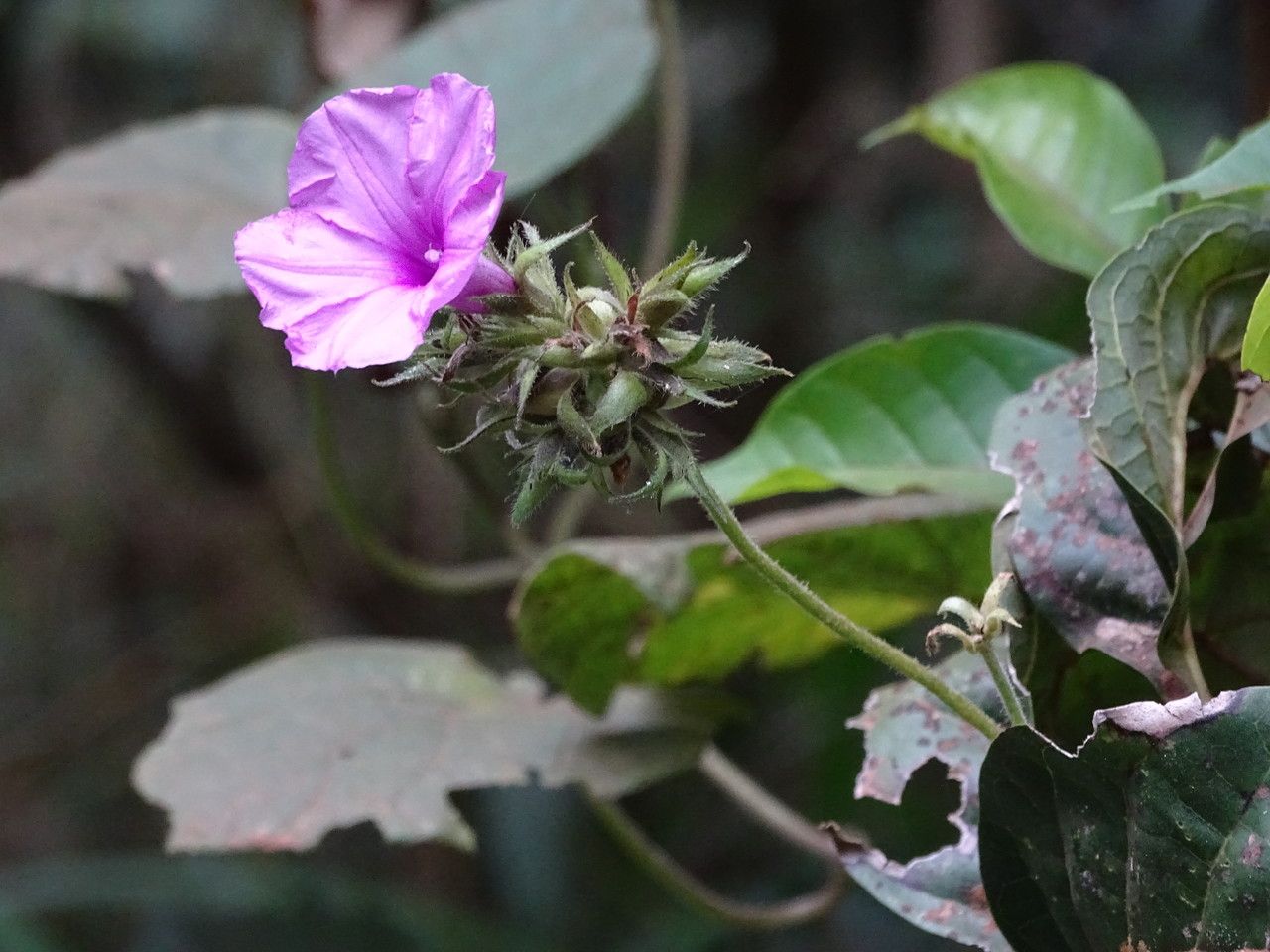 Ipomoea kituiensis habit