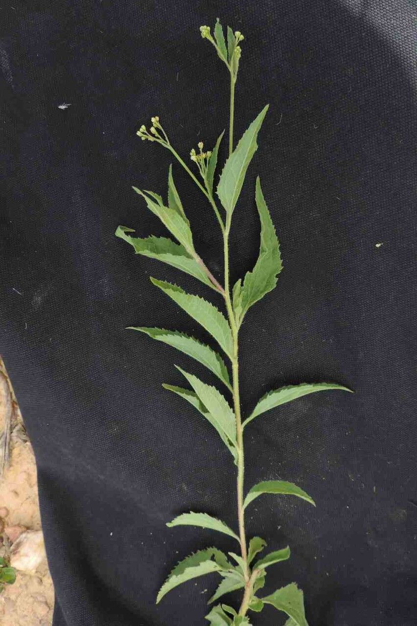 Baccharis serrulata flower