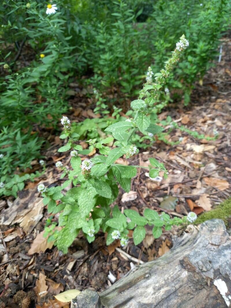 Mentha canadensis habit