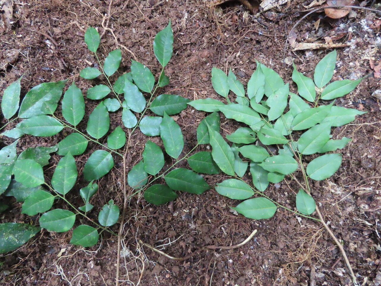 Dialium guianense — search result for 'Dialium'