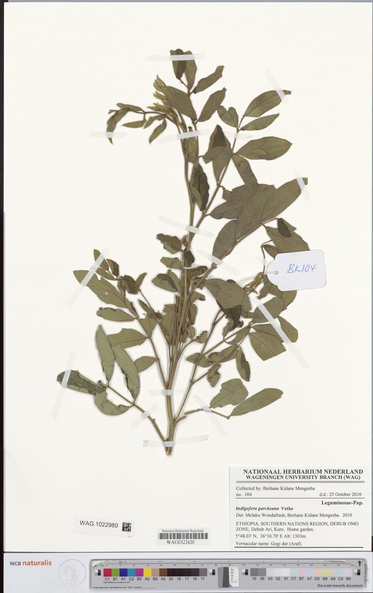 Indigofera garckeana — search result for 'Indigofera'