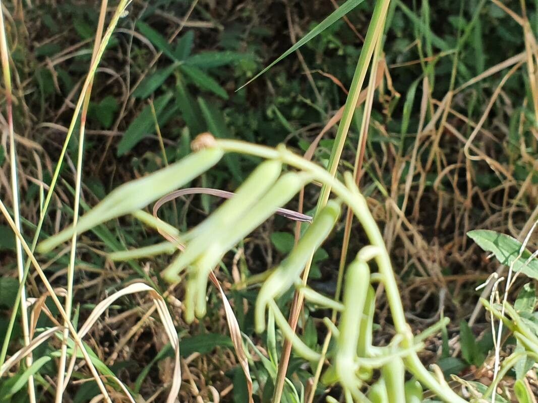 Dipcadi viride flower