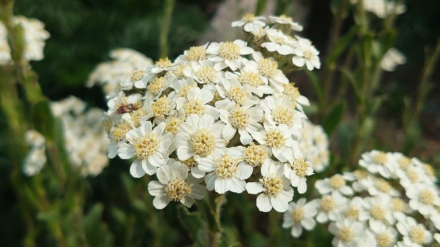Achillea lingulata flower