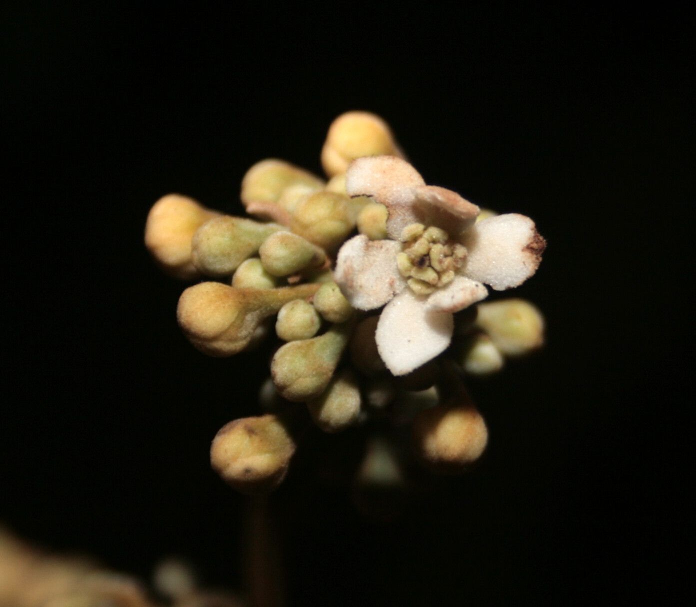 Nectandra matogrossensis flower