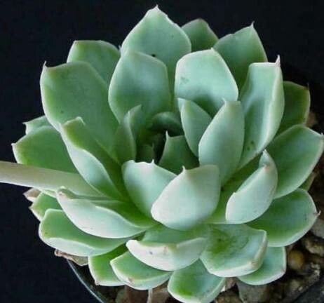 Echeveria halbingeri — houseplant care guide