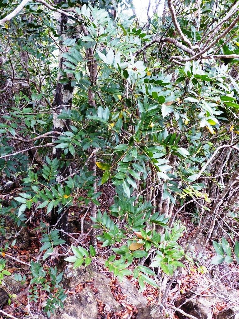 Cupaniopsis fruticosa habit