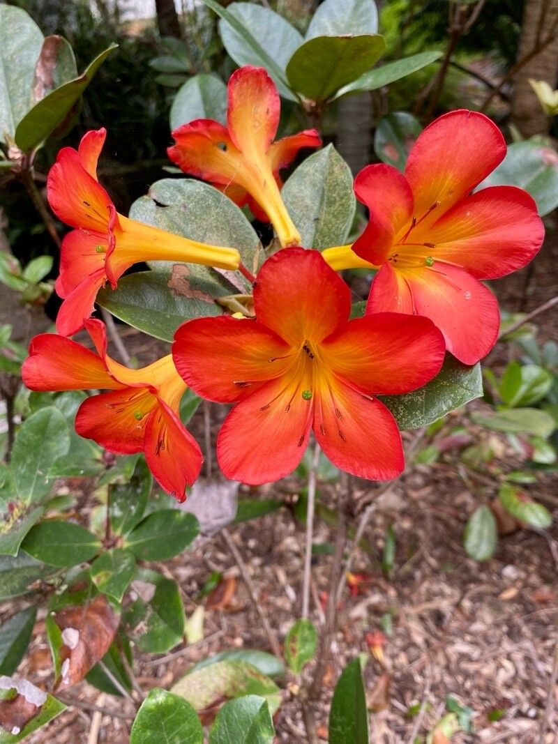 Rhododendron laetum flower