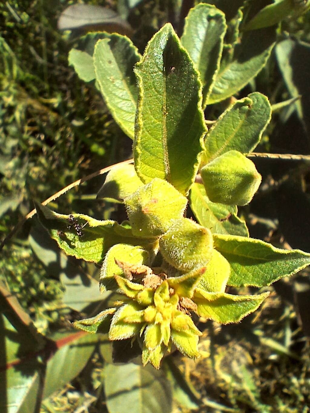 Ludwigia tomentosa flower