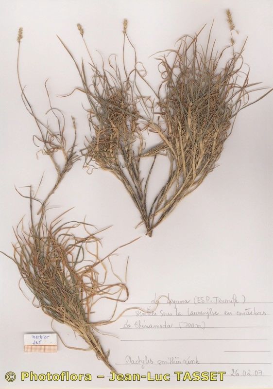 Dactylis smithii habit