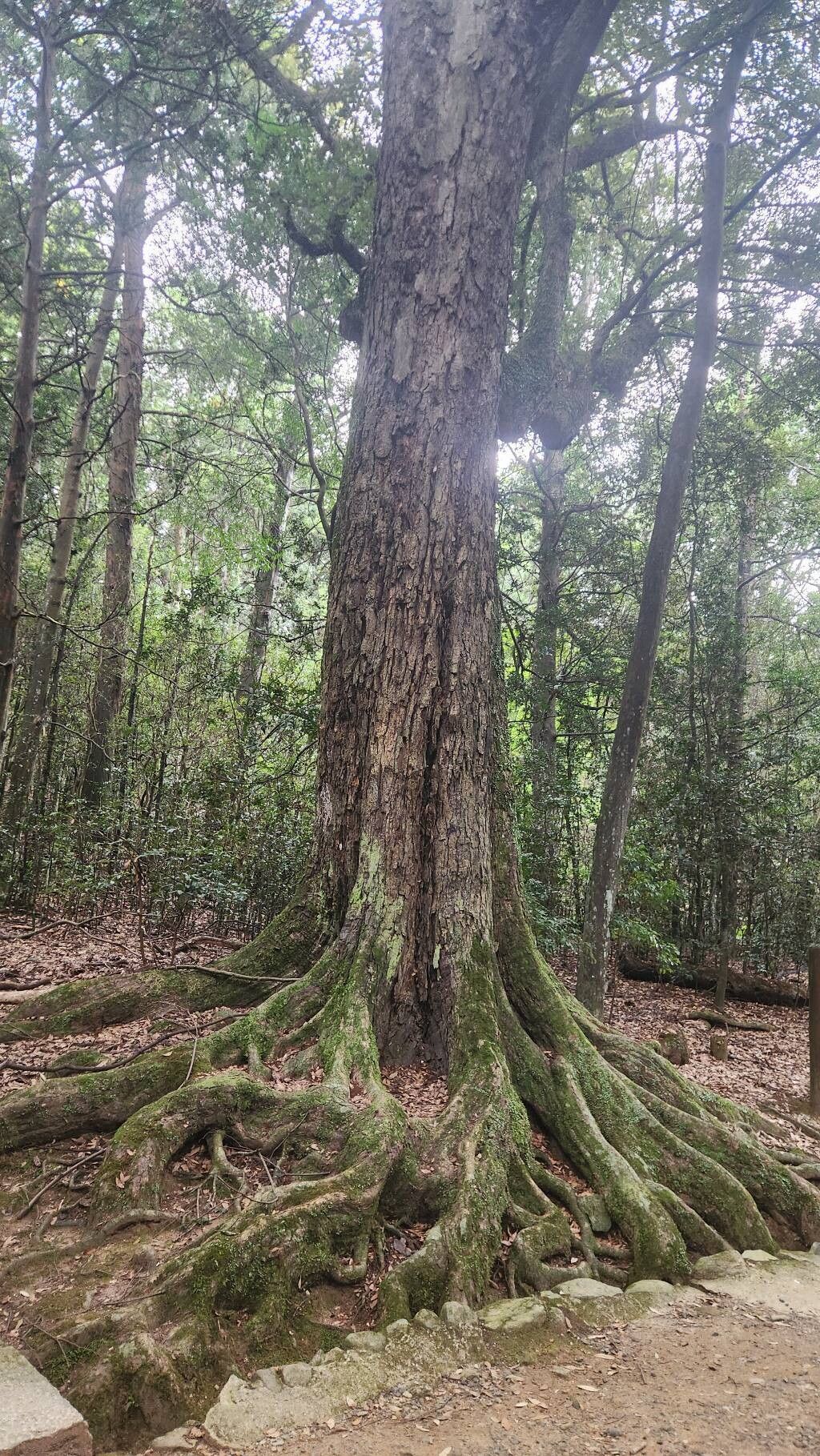 Lithocarpus amygdalifolius bark