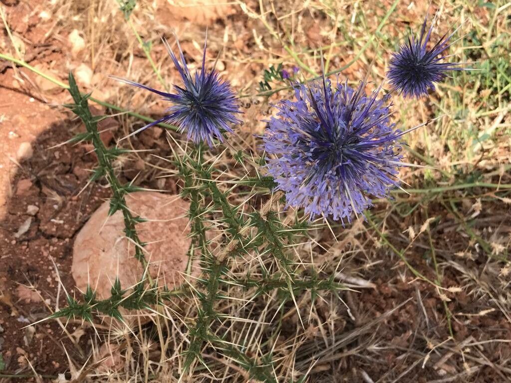 Echinops ceratophorus flower
