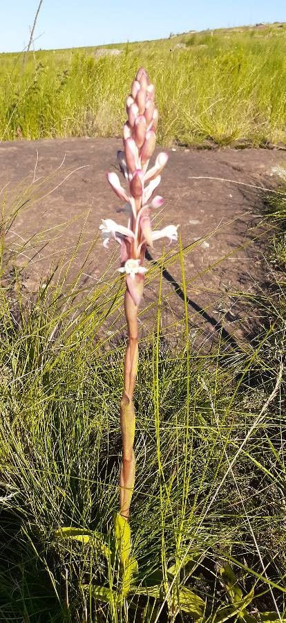 Satyrium amoenum flower