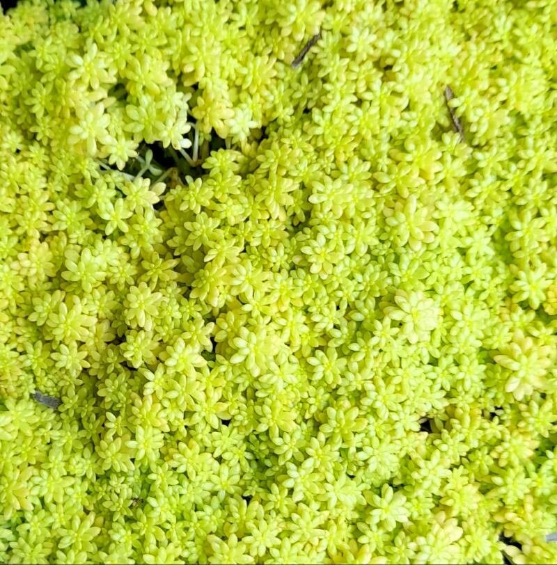 Sedum japonicum leaf