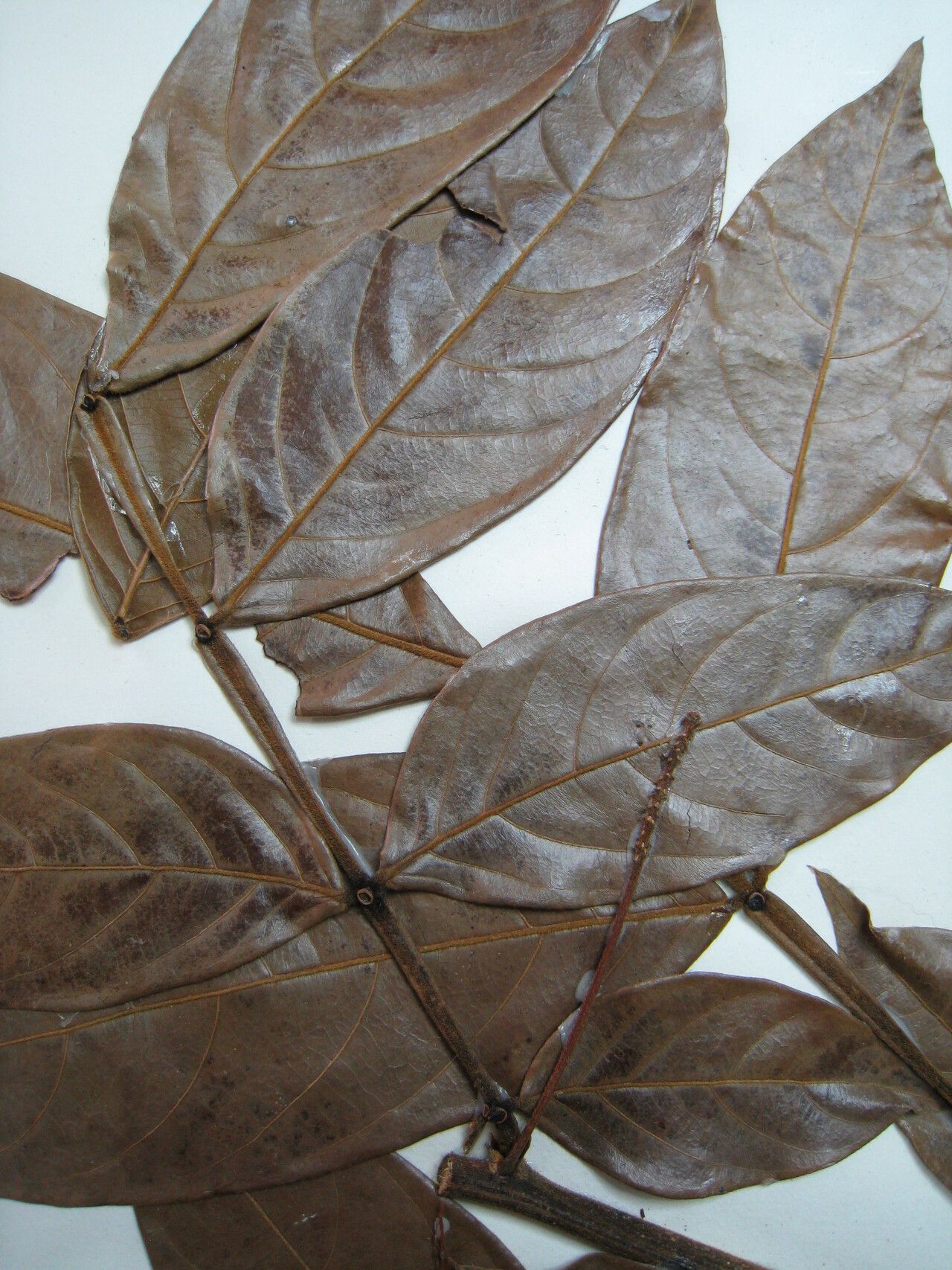 Inga densiflora other