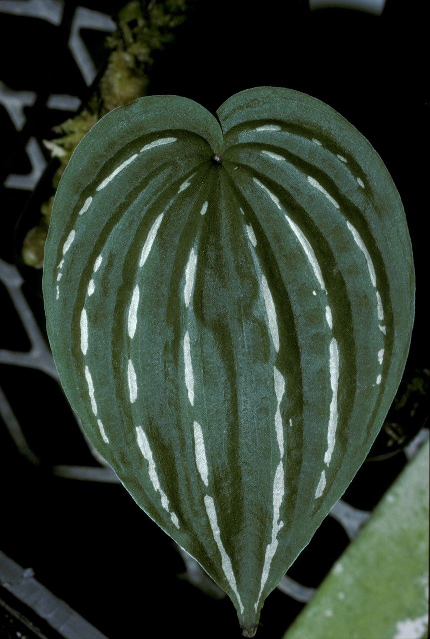 Monophyllorchis microstyloides — search result for 'Orchidaceae'