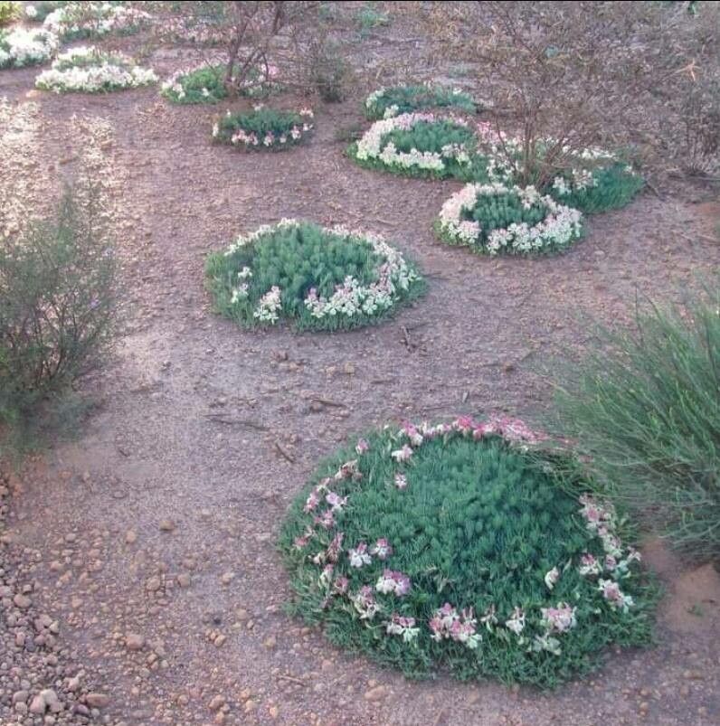 Lechenaultia macrantha flower